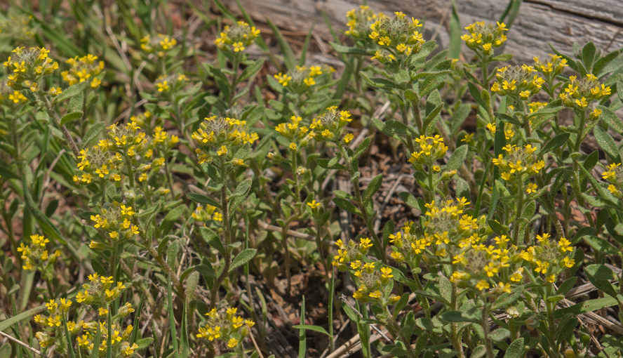 Wild Alyssum 2.jpg